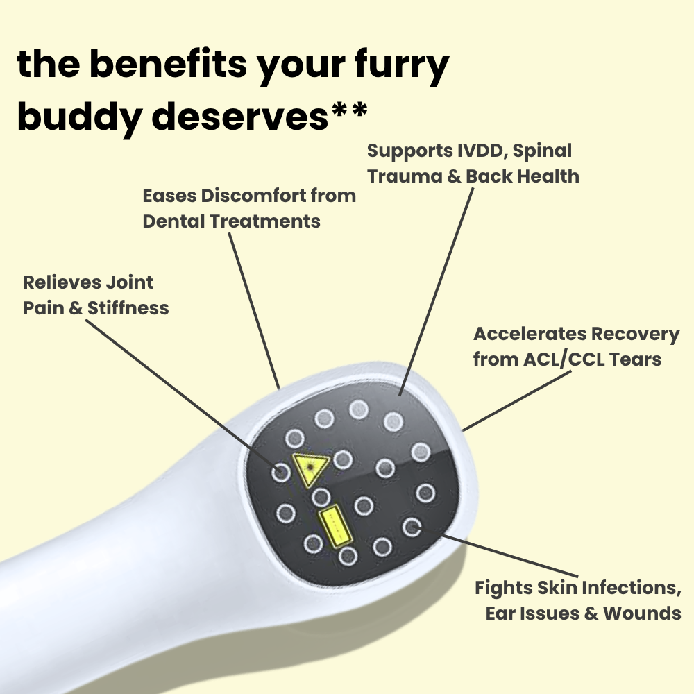 WoofThera™ — Bring Back the Joy Your Pet Deserves